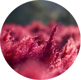 Astaxanthin antioxidant carotenoid VisiFlora ingredient image