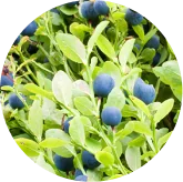 Bilberry extract VisiFlora ingredient image