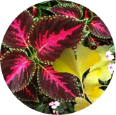 Ginkgo biloba and coleus forskohlii VisiFlora ingredient image