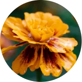 Lutein and zeaxanthin from marigold VisiFlora ingredient image